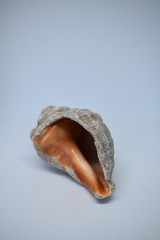 Seashell, sea shell of gray and orange colors, isolated
