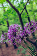 Obraz premium Purple flowers of wild onion allium on a background of green forest