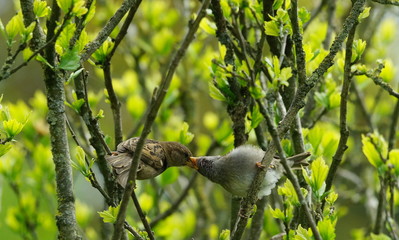 garden,hedge,habitat,sparrows,birds