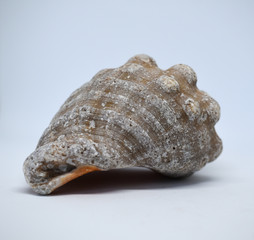 Seashell, sea shell of gray and orange colors, isolated