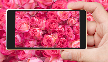 Roses on smartphone screen. Beautiful pink flowers. Spring flowering.