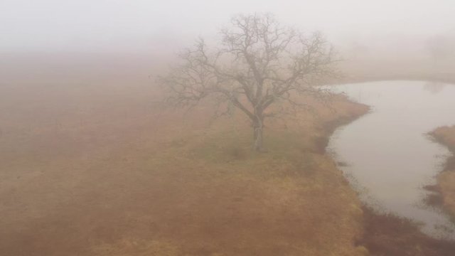 Trees and a Pond on a Foggy Morning, Bryan, Texas, USA