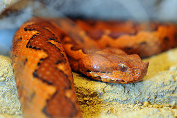 Vipera ammodytes ada