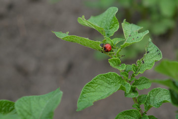 Colorado potato beetle larva on a potato leaf.