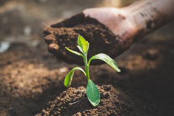 World Environment Day Concept: A girl holding a soil Going to grow a tree to grow Caring for saplings as trees, planting ecology to reduce global warming.