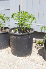 Tomato plant growing in a flowerpot in a garden