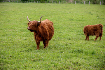 Scottish Higland cattle