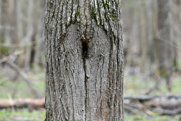 Obraz premium The tree is covered with moss. There is a hollow in the tree trunk.