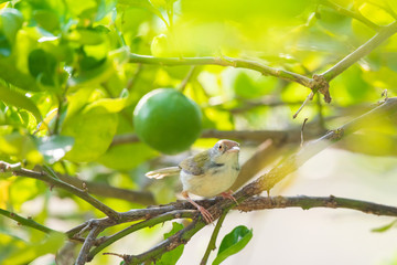 Common Tailorbird on lemon tree branch.