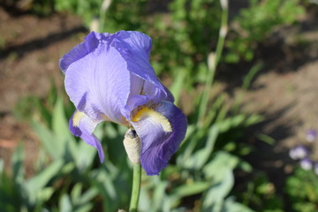 Schwertlilie (Iris) 