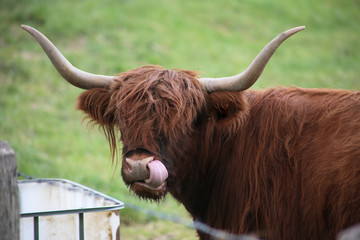 Scottish Higland cattle