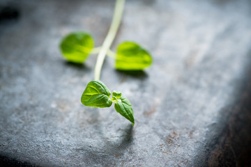 Naklejka premium Freshly harvested mint on the black rustic background. Selective focus. Shallow depth of field.