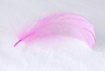 Beautiful pink bird feather on a white background, lightness tenderness airiness