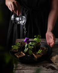 Seedlings of flowers and plants in peat pots on a wooden table, a girl pours them water from a glass jug.