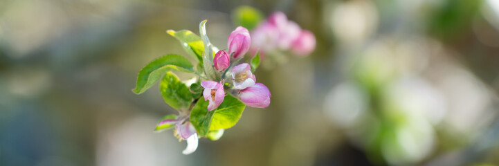 Fototapeta na wymiar Banner with a blossom of an apple tree