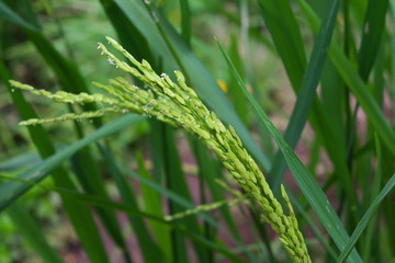 Rice fine art