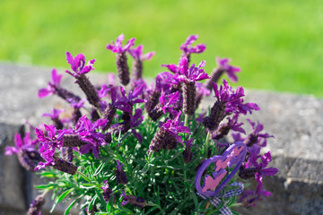 Beautiful purple lavender flowers in the garden