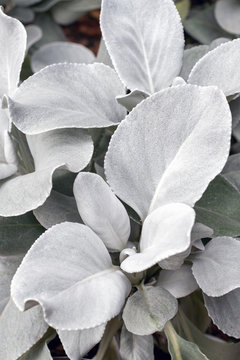 Senecio candicans Angel Wings-silbrig wei&szlig;e Zierstaude, Gartenpflanze