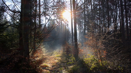 Fototapeta premium neblig im Wald