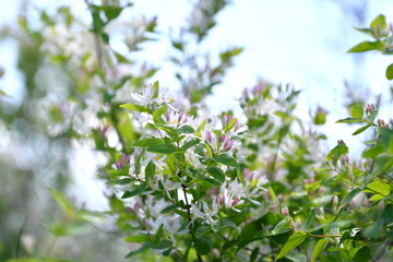 blooming flower, blooming garden, blooming forest, blooming trees, spring, flowers, background,