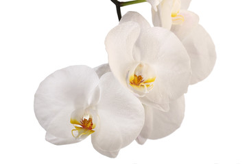 White orchid flowers on a white background.