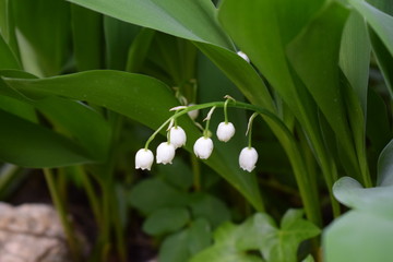 Maiglöckchen (Convallaria majalis)