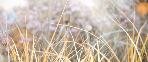 Naturhintergrund, Banner in dezenten herbstlichen Farben mit Bokeh und Sonnenstrahlen-Gräser und Blüten