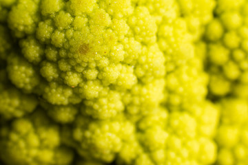Broccoli detail in macro