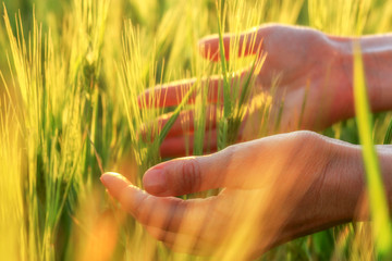 Green spikelets in the woman palms against the background of a field in the rays of the setting sun . Organic farming concept. Selective focus