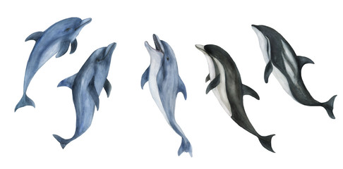 Watercolor painting set of cute dolphins isolated on white