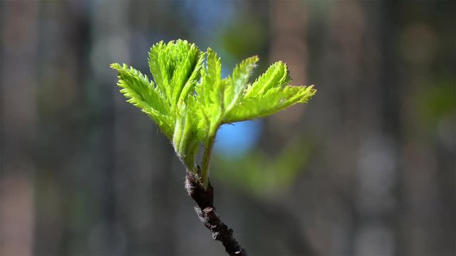 Young Rowan tree foliage  (Sorbus aucuparia) in spring
