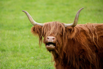 Scottish Higland cattle