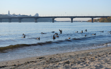 Fototapeta na wymiar view of the river, paton bridge and ducks at sunset