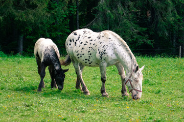 Naklejka na ściany i meble Big beautiful horse with spots and a little foal on a farm. Knabstuppper horse, similar to a Delmatian.