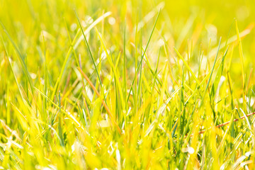 Trawa - naturalne rozmywające się tło. Wiosenna łąka.
