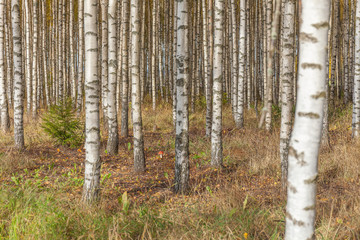 Fototapeta premium Birch trees with fresh green leaves in autumn. Sweden, selective focus