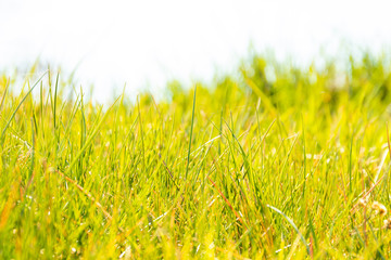 Wiosenna łąka. Trawa - naturalne rozmywające się tło. 