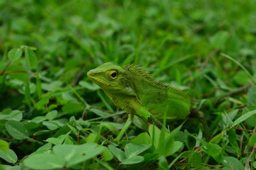 Chameleon close up. Multicolor Beautiful Chameleon closeup reptile with colorful bright skin. The concept of disguise and bright skins. Exotic Tropical Pet