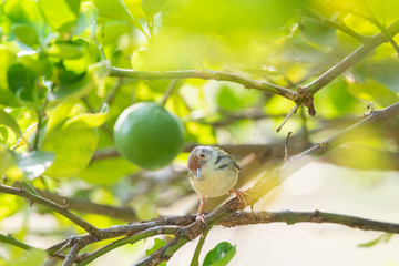 Common Tailorbird on lemon tree branch.