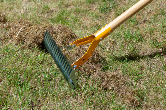 Close up on manual lawn scarifier in a garden, gardening tool in spring