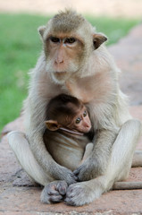 mother and baby monkey