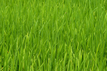 closed-up of rice fields in thailand