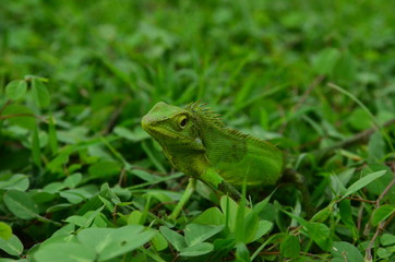 Chameleon close up. Multicolor Beautiful Chameleon closeup reptile with colorful bright skin. The concept of disguise and bright skins. Exotic Tropical Pet