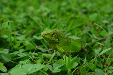 Chameleon close up. Multicolor Beautiful Chameleon closeup reptile with colorful bright skin. The concept of disguise and bright skins. Exotic Tropical Pet