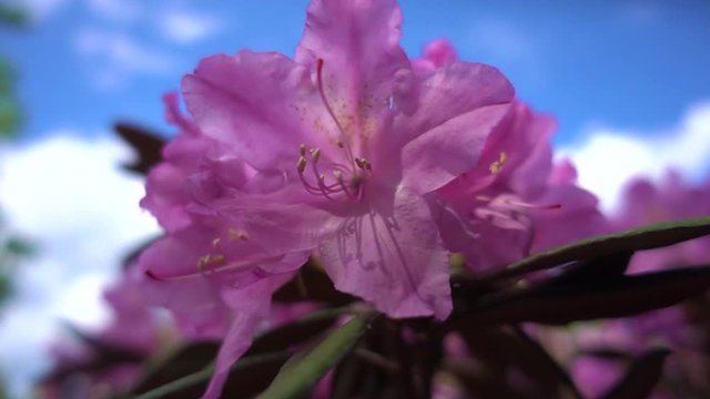 Bright pink flower Rhododendron catawbiense Michx. Slow-motion