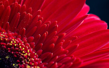 Red gerbera flower close-up. Macrophotography. Selected sharpness.