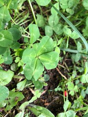 四つ葉のクローバー