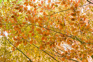 Naturalne tło - kolorowe liście.