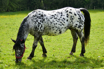 Big beautiful horse with spots on the farm. Horse breed Knabstrupper.