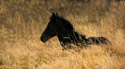 foal lying in the golden field